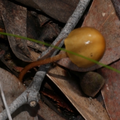 Unidentified Cap on a stem; gills below cap [mushrooms or mushroom-like] at Anglesea, VIC - 17 Sep 2022 by WendyEM