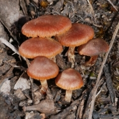 Unidentified Cap on a stem; gills below cap [mushrooms or mushroom-like] at Anglesea, VIC - 17 Sep 2022 by WendyEM