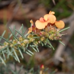 Dillwynia sericea (Egg And Bacon Peas) at Anglesea, VIC - 17 Sep 2022 by WendyEM