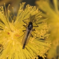 Chironomidae (family) (Non-biting Midge) at Florey, ACT - 18 Aug 2024 by kasiaaus