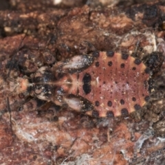 Aradidae sp. (family) (Flat bug) at Belconnen, ACT - 18 Aug 2024 by kasiaaus