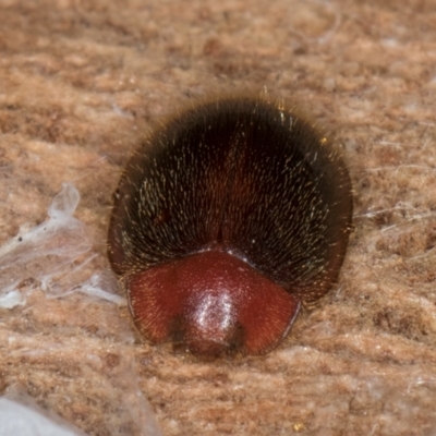 Rodatus boucardi (A lady beetle) at Belconnen, ACT - 18 Aug 2024 by kasiaaus