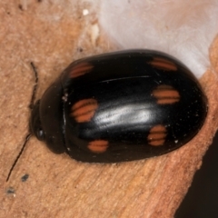 Paropsisterna octosignata (Eucalyptus leaf beetle) at Evatt, ACT - 18 Aug 2024 by kasiaaus