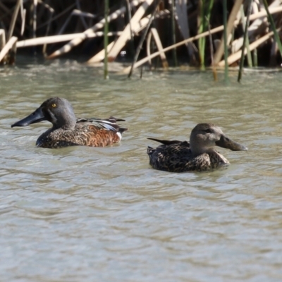 Spatula rhynchotis (Australasian Shoveler) at Hume, ACT - 18 Aug 2024 by RodDeb