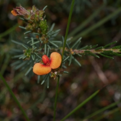 Dillwynia sericea (Egg And Bacon Peas) at Anglesea, VIC - 17 Sep 2022 by WendyEM