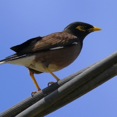 Acridotheres tristis (Common Myna) at Hume, ACT - 18 Aug 2024 by RodDeb