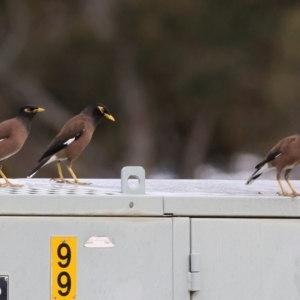 Acridotheres tristis at Hume, ACT - 18 Aug 2024 12:26 PM