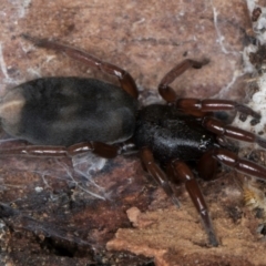 Lampona sp. (genus) (White-tailed spider) at Evatt, ACT - 18 Aug 2024 by kasiaaus