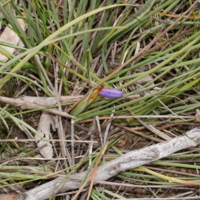 Patersonia fragilis (Short Purple Flag) at Anglesea, VIC - 17 Sep 2022 by WendyEM