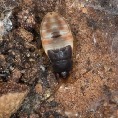 Unidentified True bug (Hemiptera, Heteroptera) at Evatt, ACT - 18 Aug 2024 by kasiaaus