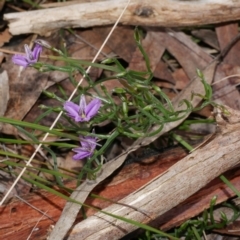 Thysanotus patersonii (Twining Fringe Lily) at Anglesea, VIC - 17 Sep 2022 by WendyEM