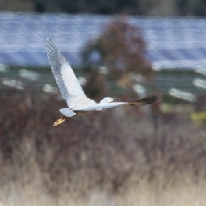 Egretta novaehollandiae at Hume, ACT - 18 Aug 2024 12:53 PM