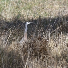 Egretta novaehollandiae at Hume, ACT - 18 Aug 2024 12:53 PM