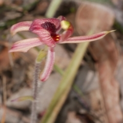 Caladenia cardiochila (Heart-lip Spider-orchid) at Anglesea, VIC - 17 Sep 2022 by WendyEM