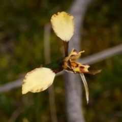 Diuris pardina (Leopard Doubletail) at Anglesea, VIC - 17 Sep 2022 by WendyEM