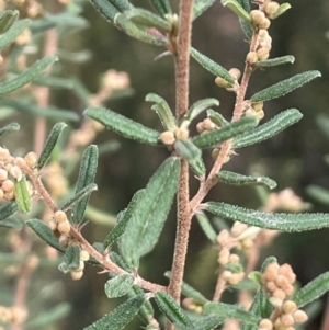 Pomaderris angustifolia at Campbell, ACT - 18 Aug 2024