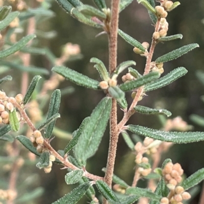 Pomaderris angustifolia (Pomaderris) at Campbell, ACT - 18 Aug 2024 by JaneR