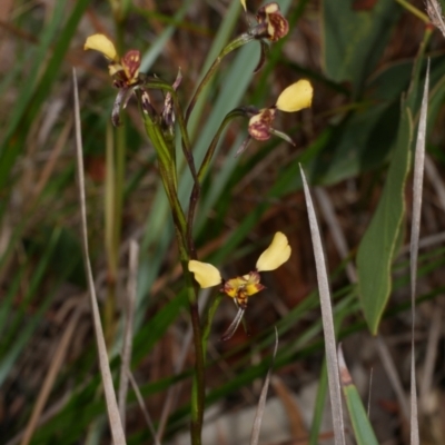 Diuris pardina (Leopard Doubletail) at Anglesea, VIC - 17 Sep 2022 by WendyEM