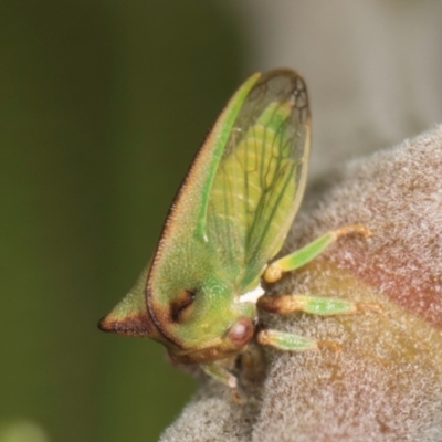 Sextius virescens (Acacia horned treehopper) at Belconnen, ACT - 18 Aug 2024 by kasiaaus