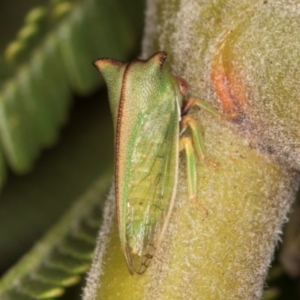 Sextius virescens at Belconnen, ACT - 18 Aug 2024 12:28 PM