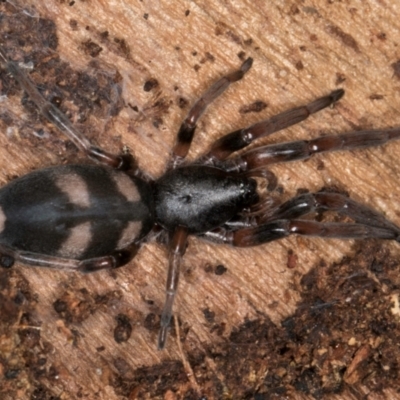 Lampona cylindrata (White-tailed Spider) at Belconnen, ACT - 18 Aug 2024 by kasiaaus