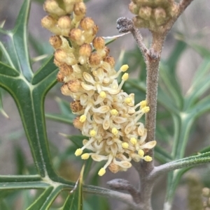 Grevillea ramosissima subsp. ramosissima at Campbell, ACT - 18 Aug 2024 02:06 PM