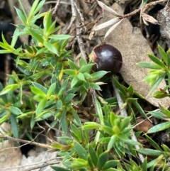 Styphelia humifusum (Cranberry Heath) at Campbell, ACT - 18 Aug 2024 by JaneR