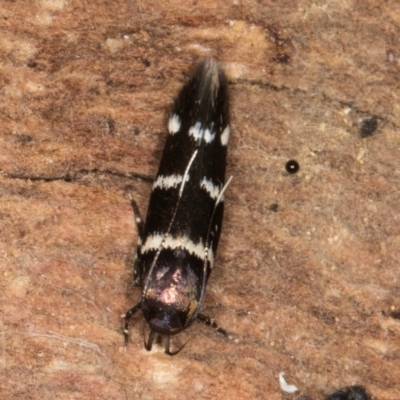 Stagmatophora argyrostrepta (A cosmet moth) at Belconnen, ACT - 18 Aug 2024 by kasiaaus