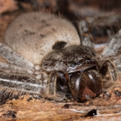 Isopeda canberrana (Canberra Huntsman Spider) at Belconnen, ACT - 18 Aug 2024 by kasiaaus