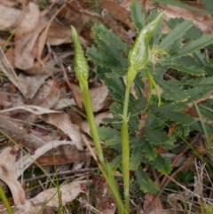 Pterostylis unicornis (Large Plume-Orchid) at Anglesea, VIC - 17 Sep 2022 by WendyEM