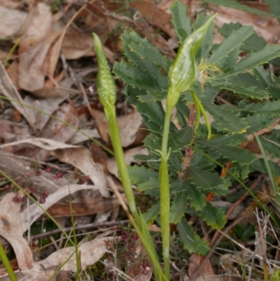 Pterostylis unicornis (Large Plume-Orchid) by WendyEM