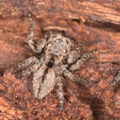 Servaea narraweena (A jumping spider) at Belconnen, ACT - 18 Aug 2024 by kasiaaus