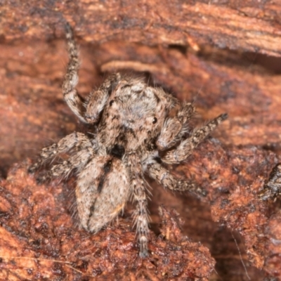 Servaea narraweena (A jumping spider) at Belconnen, ACT - 18 Aug 2024 by kasiaaus