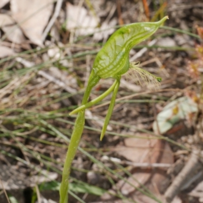 Pterostylis unicornis (Large Plume-Orchid) by WendyEM