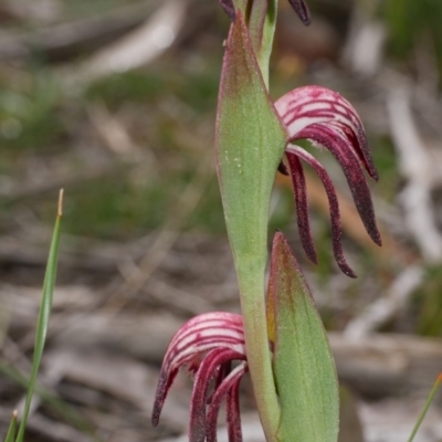 Pyrorchis nigricans (Red Beaks) at Anglesea, VIC - 17 Sep 2022 by WendyEM