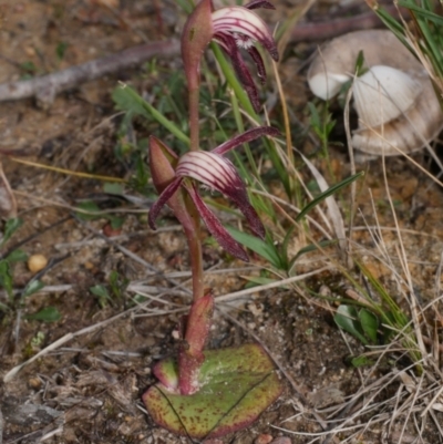 Pyrorchis nigricans (Red Beaks) at Anglesea, VIC - 17 Sep 2022 by WendyEM