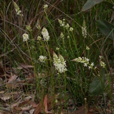 Stackhousia monogyna (Creamy Candles) at Anglesea, VIC - 17 Sep 2022 by WendyEM