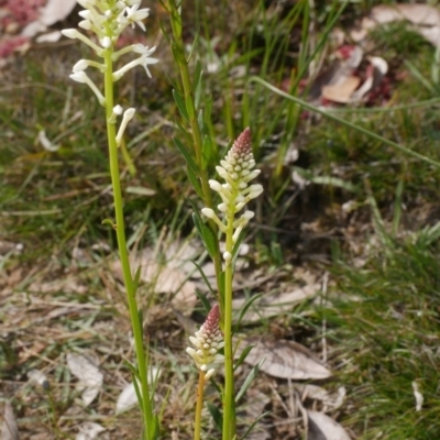 Stackhousia monogyna (Creamy Candles) at Anglesea, VIC - 17 Sep 2022 by WendyEM