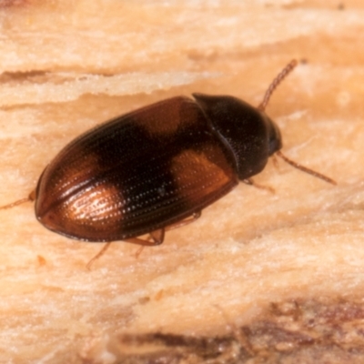 Ulomoides tetraspilotus (A darkling beetle) at Belconnen, ACT - 18 Aug 2024 by kasiaaus