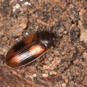 Ulomoides tetraspilotus at Belconnen, ACT - 18 Aug 2024