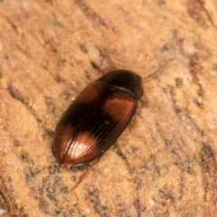 Ulomoides tetraspilotus at Belconnen, ACT - 18 Aug 2024