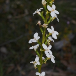 Stylidium (genus) at Anglesea, VIC - 17 Sep 2022 03:38 PM