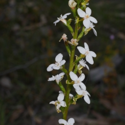 Stylidium sp. (Trigger Plant) at Anglesea, VIC - 17 Sep 2022 by WendyEM