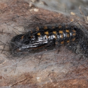 Arctiinae (subfamily) at Belconnen, ACT - 18 Aug 2024