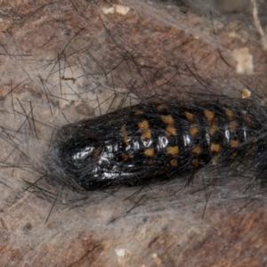 Arctiinae (subfamily) at Belconnen, ACT - 18 Aug 2024