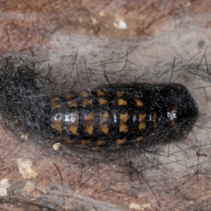 Arctiinae (subfamily) at Belconnen, ACT - 18 Aug 2024