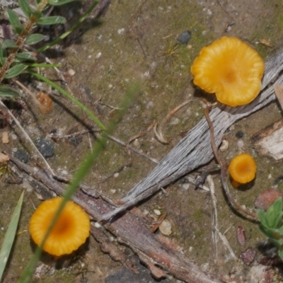 Lichenomphalia chromacea at Anglesea, VIC - 17 Sep 2022 by WendyEM