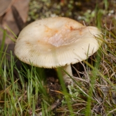 Unidentified Cap on a stem; gills below cap [mushrooms or mushroom-like] at Anglesea, VIC - 17 Sep 2022 by WendyEM