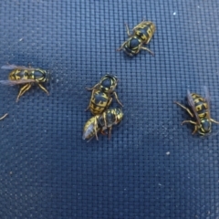 Vespula germanica (German Yellowjacket Wasp (also known as European Wasp)) at Freshwater Creek, VIC - 6 Jul 2024 by WendyEM