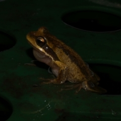 Litoria ewingii (Ewing's Tree Frog) at Freshwater Creek, VIC - 22 Jul 2024 by WendyEM